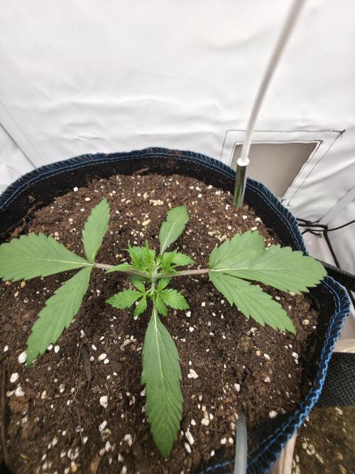 Kieler Woche Grow. Week 2
