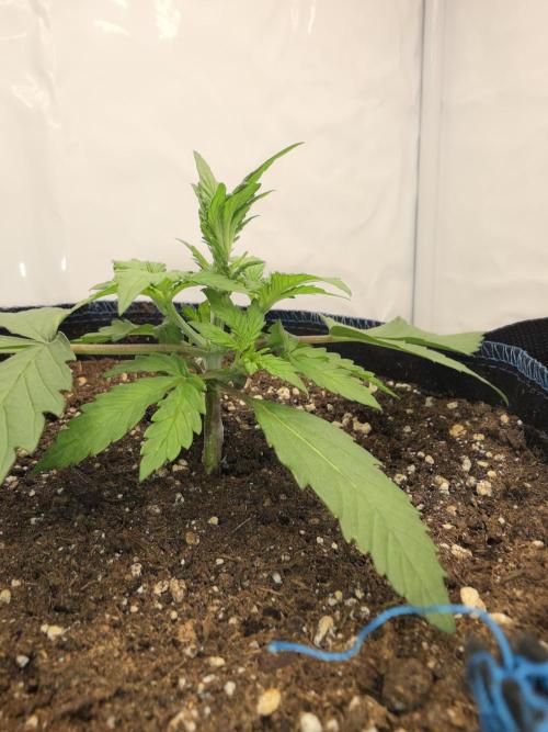 Kieler Woche Grow. Week 3