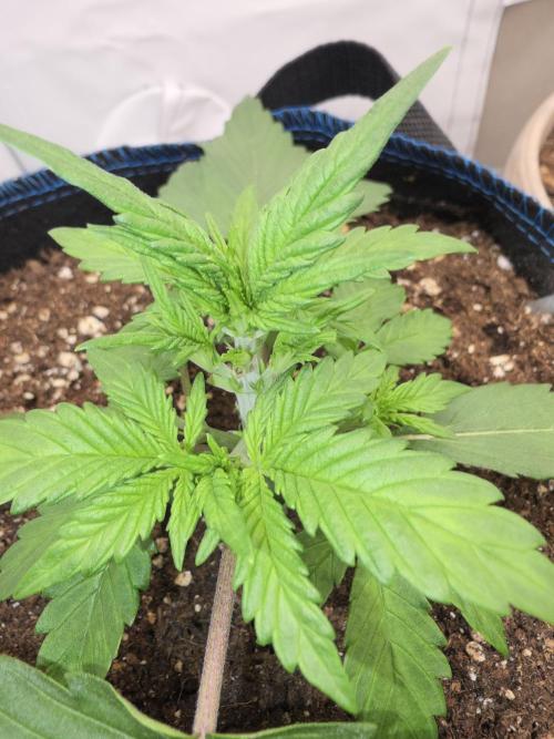 Kieler Woche Grow. Week 3