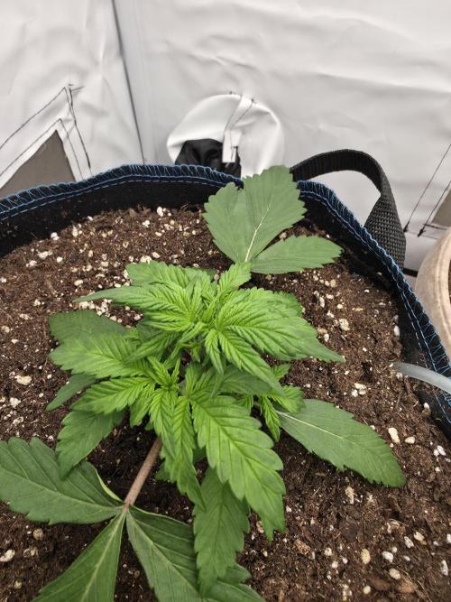 Kieler Woche Grow. Week 3