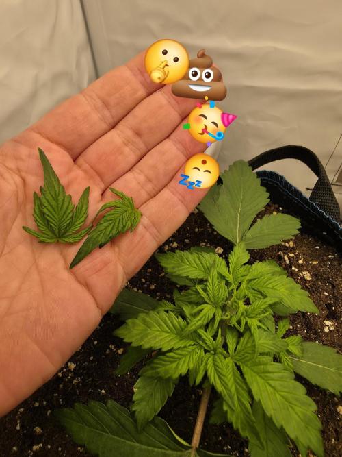 Kieler Woche Grow. Week 3