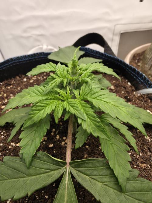 Kieler Woche Grow. Week 3