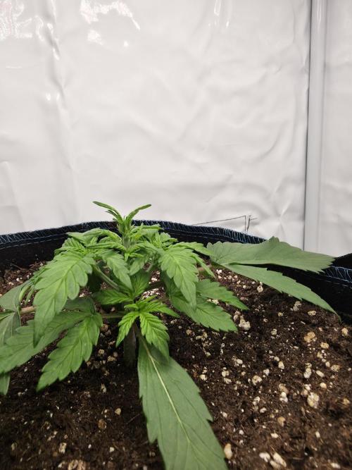 Kieler Woche Grow. Week 3