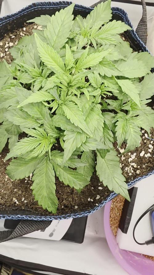 Ambient Q60+. Week 3