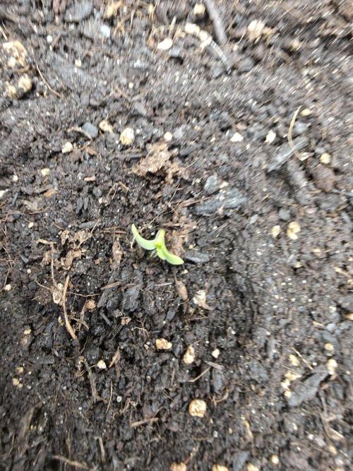 Seaweed #1. Week 0