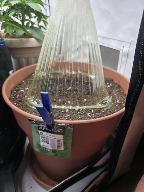 Seaweed #1. Week 0