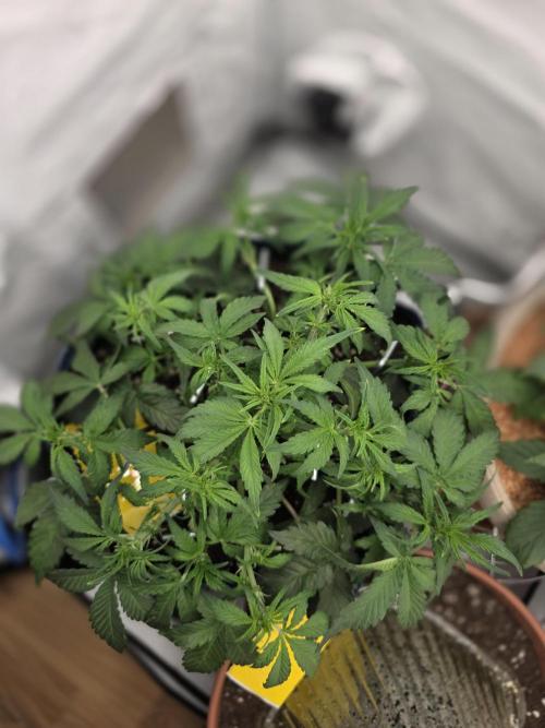 Kieler Woche Grow. Week 4