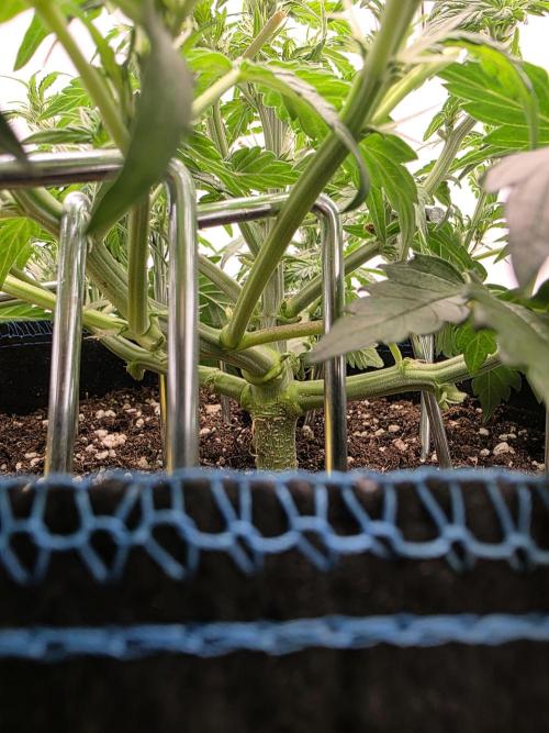 Kieler Woche Grow. Week 4