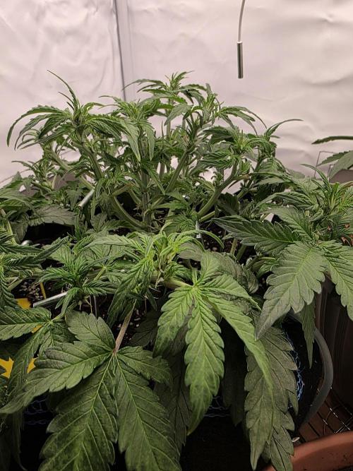Kieler Woche Grow. Week 4