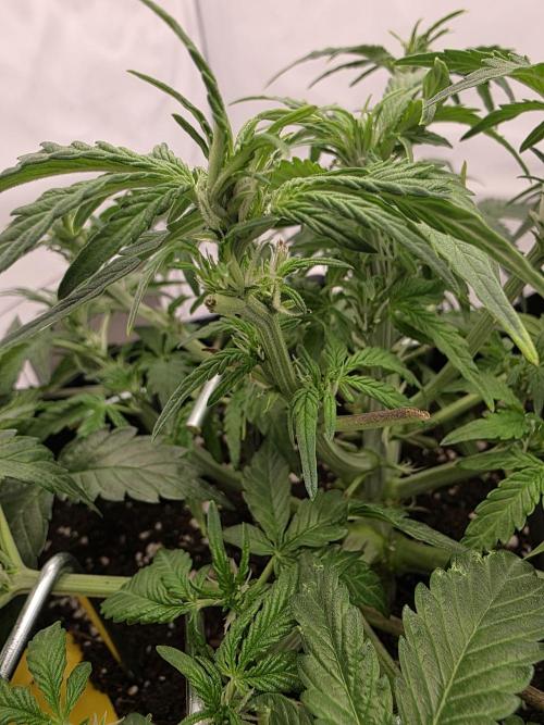 Kieler Woche Grow. Week 4