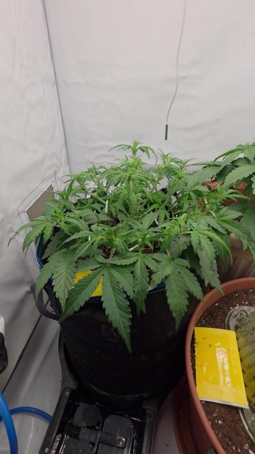Ambient Q60+. Week 4