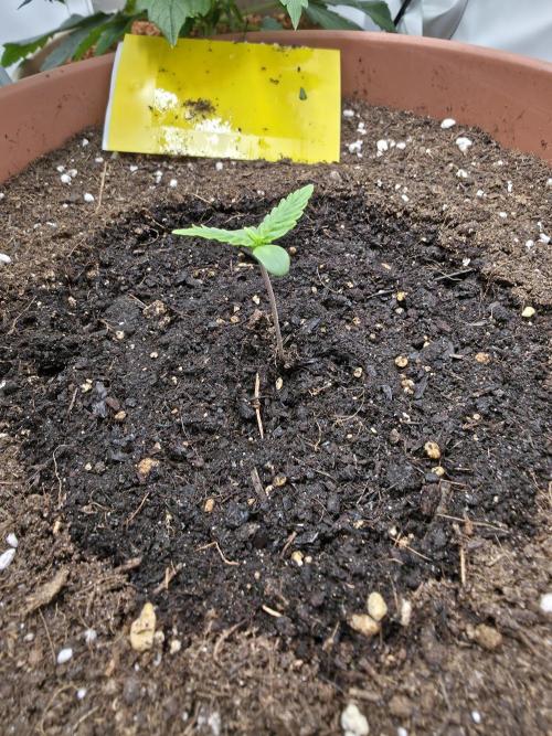 Seaweed #1. Week 1