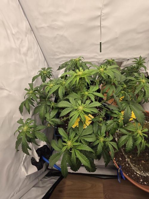 Kieler Woche Grow. Week 5