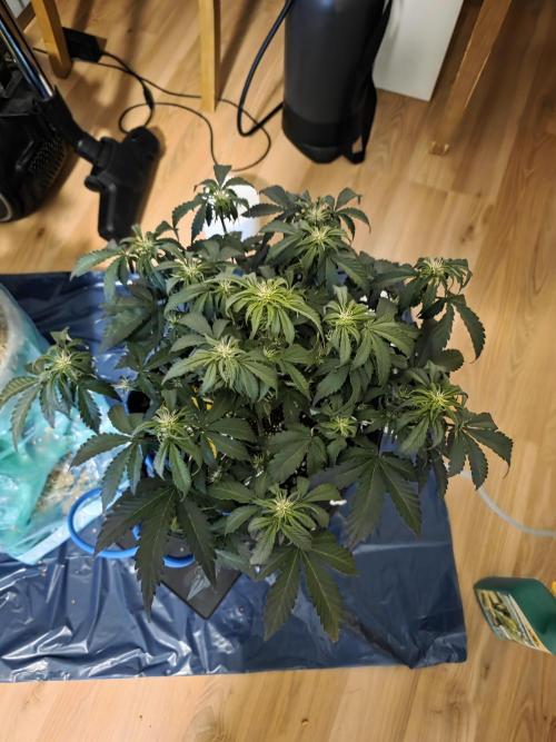 Kieler Woche Grow. Week 5