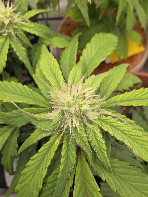 Kieler Woche Grow. Week 6