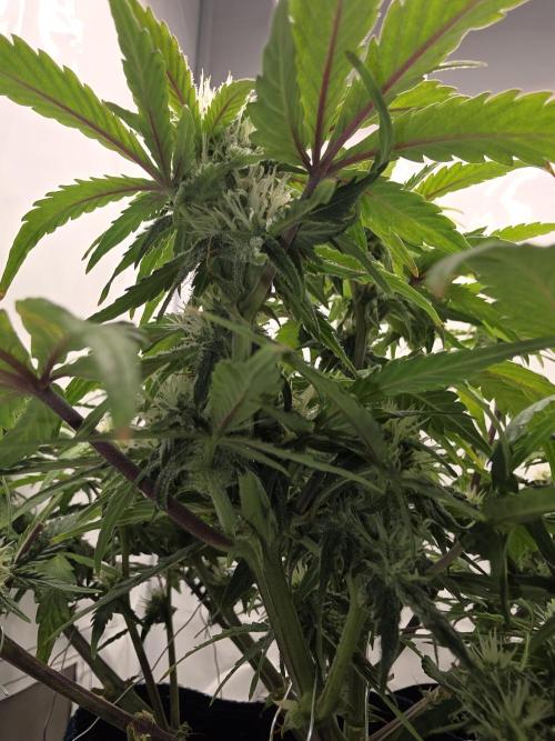 Kieler Woche Grow. Week 6