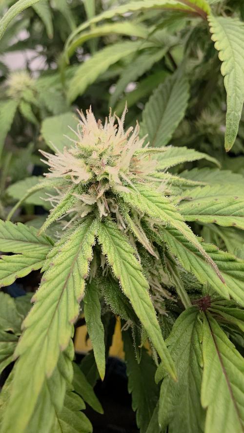 Kieler Woche Grow. Week 6