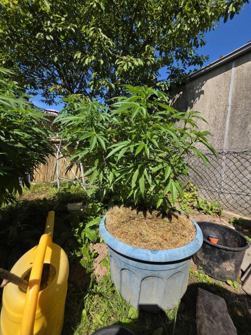 Garden Grow 😏. Week 12 - Das ist die blue skunk 
