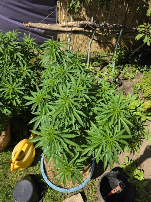 Garden Grow 😏. Week 12