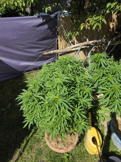 Garden Grow 😏. Week 12