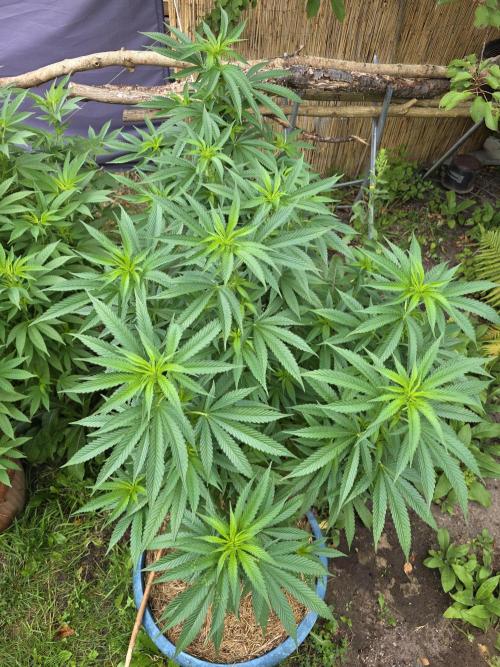 Garden Grow 😏. Week 1 - Das ist die blue skunk
