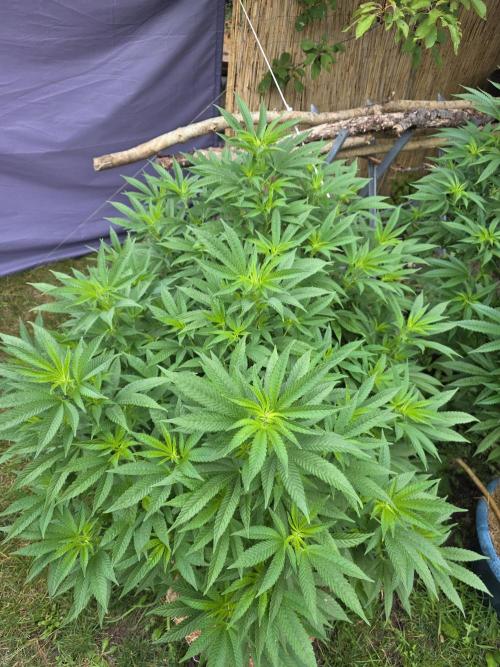 Garden Grow 😏. Week 1 - Das ist die Purple cookie kush