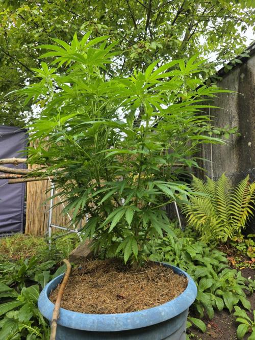 Garden Grow 😏. Week 1 - SS:BS
