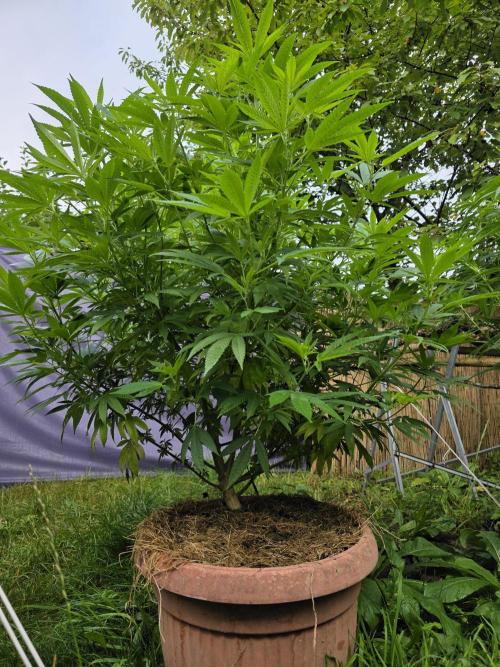 Garden Grow 😏. Week 1 - SS:PCK