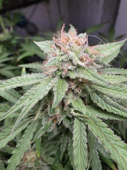 Kieler Woche Grow. Week 9
