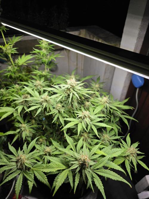 Kieler Woche Grow. Week 9