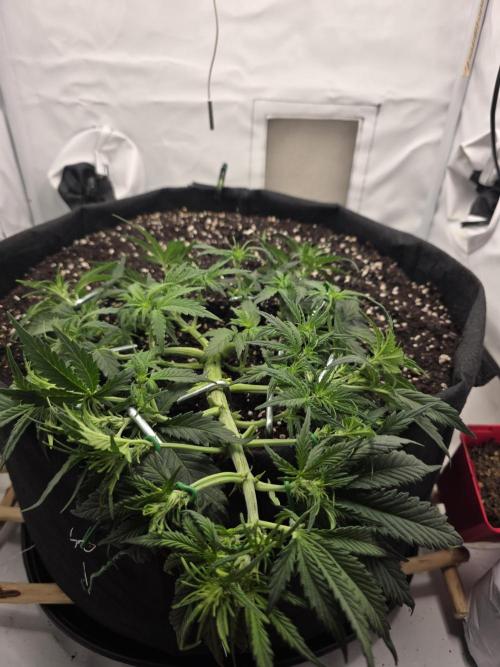 Gras duh 😚. Week 4