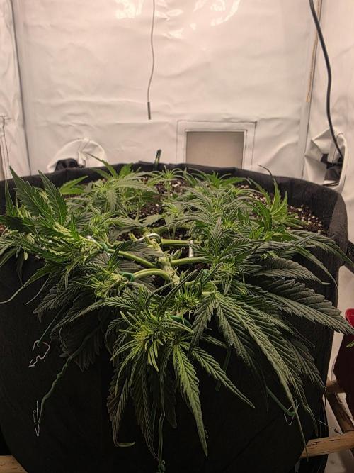 Gras duh 😚. Week 4