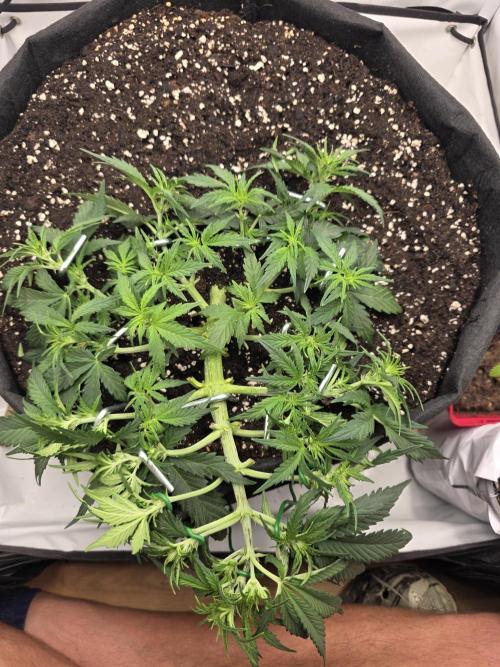 Gras duh 😚. Week 4