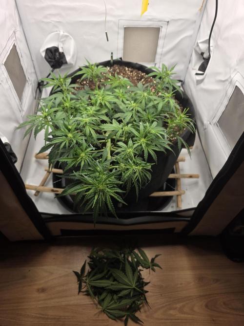 Gras duh 😚. Week 5