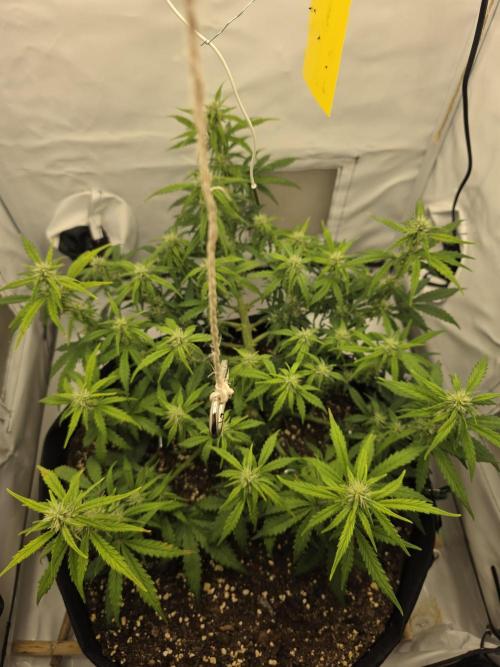 Gras duh 😚. Week 6