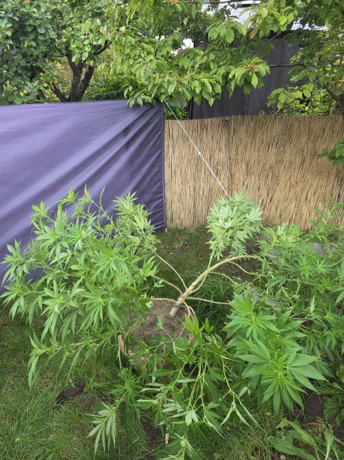 Garden Grow 😏. Week 16