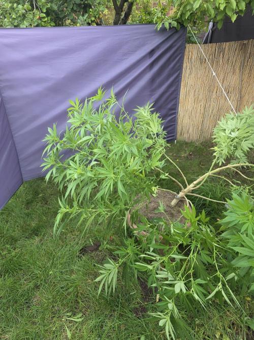 Garden Grow 😏. Week 16