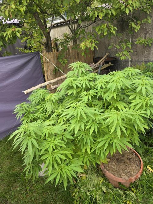 Garden Grow 😏. Week 16