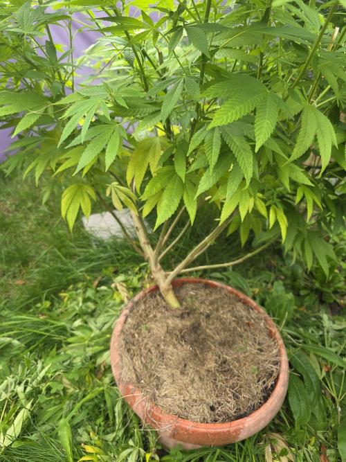 Garden Grow 😏. Week 16