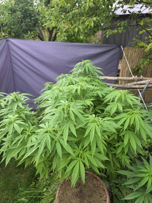 Garden Grow 😏. Week 16