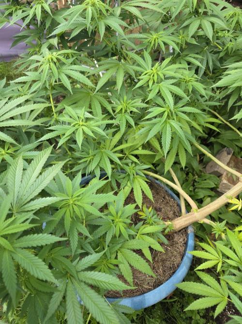 Garden Grow 😏. Week 16