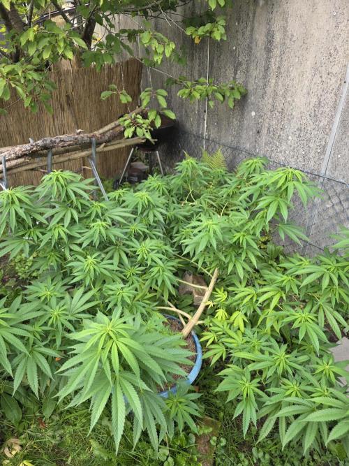 Garden Grow 😏. Week 16