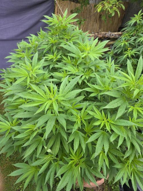 Garden Grow 😏. Week 16