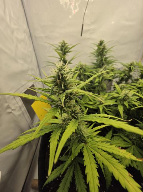 Gras duh 😚. Week 7