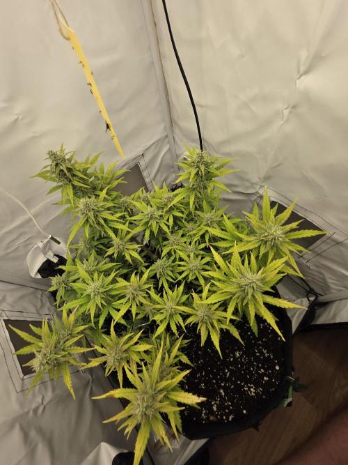 Gras duh 😚. Week 8