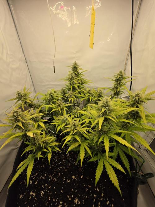 Gras duh 😚. Week 8