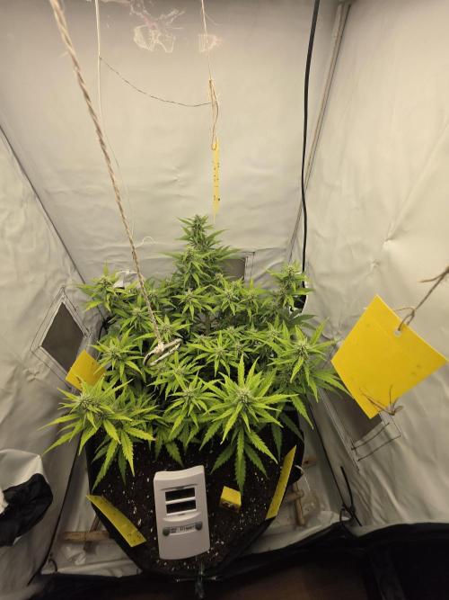 Tischventilator . Week 8