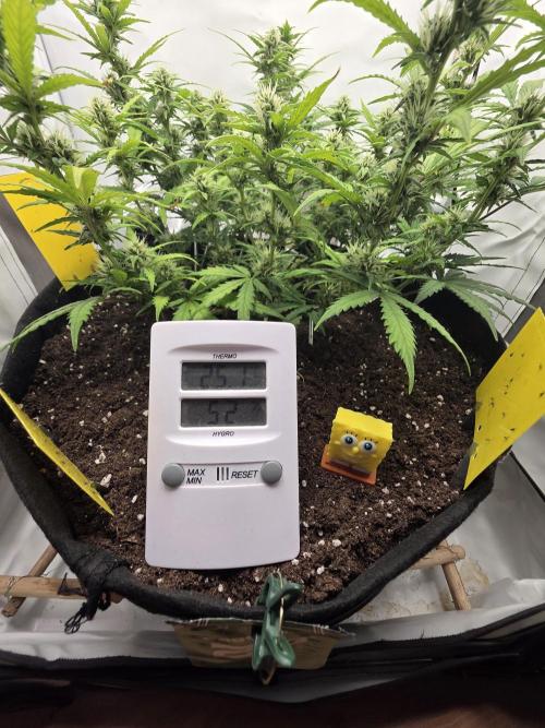 Gras duh 😚. Week 8