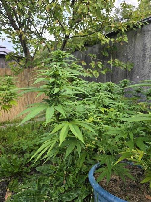 Garden Grow 😏. Week 18