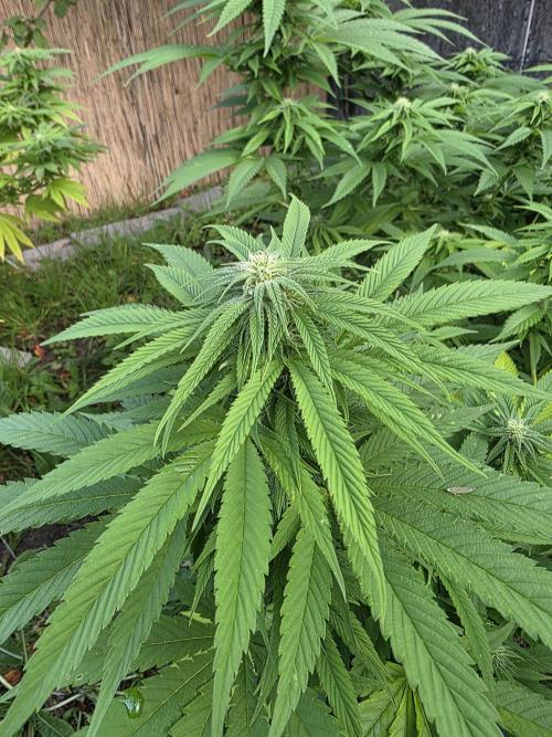 Garden Grow 😏. Week 18
